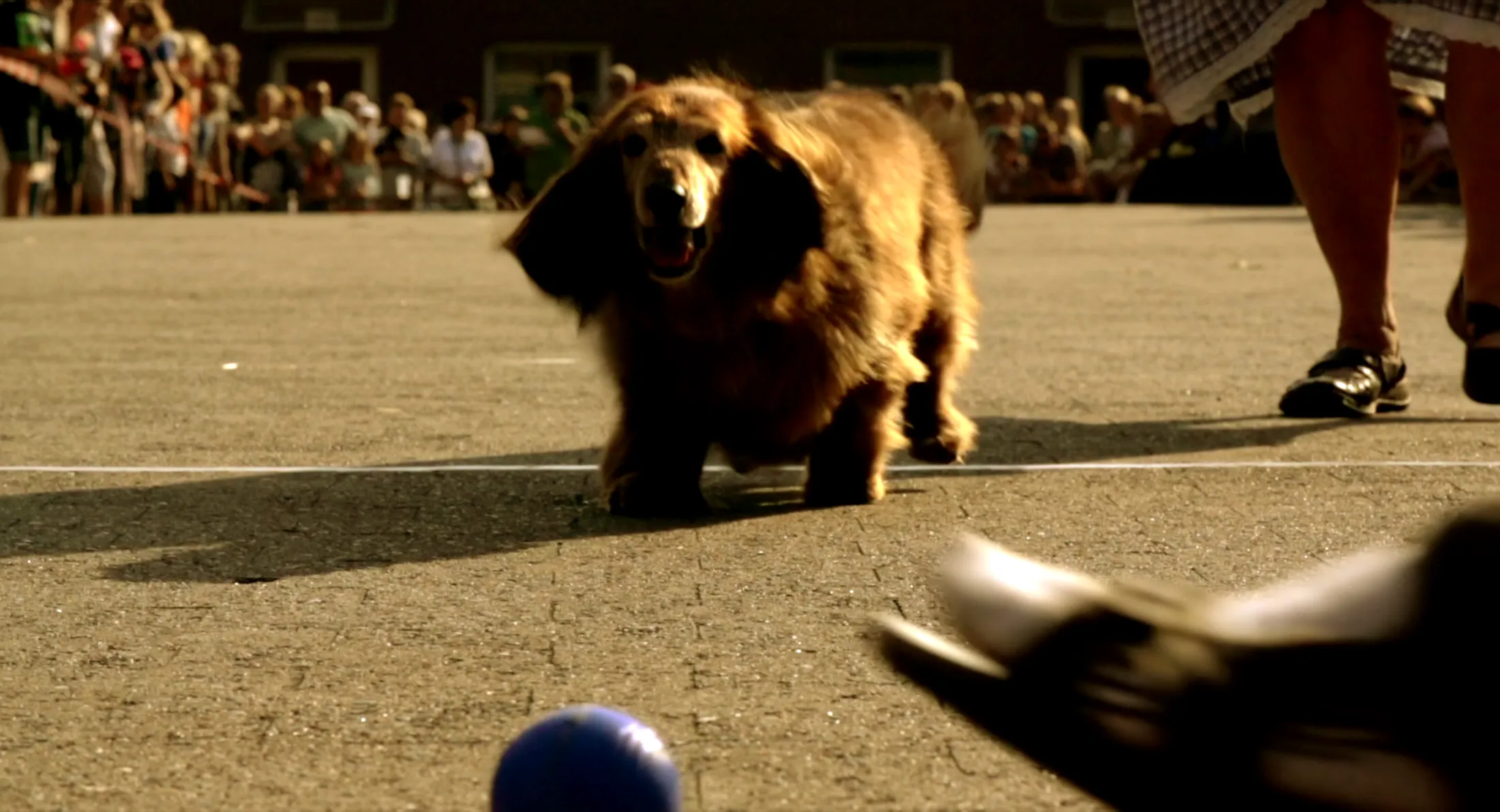 Legendary dachshunds competitive race at the annual harvest fest in Bärenklau (Brandenburg)
